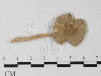 登錄號:F0011000藏品圖，第1張