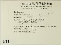 鵝膏屬藏品圖，第2張