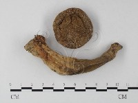 登錄號:F0011002藏品圖，第1張