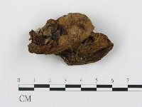 登錄號:F0011003藏品圖，第1張