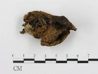 登錄號:F0011003藏品圖，第3張