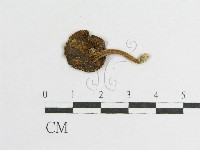 登錄號:F0011004藏品圖，第1張