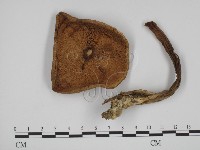 登錄號:F0011006藏品圖，第1張
