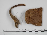 登錄號:F0011006藏品圖，第3張