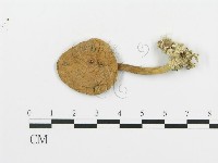 登錄號:F0011007藏品圖，第1張