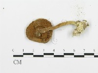 登錄號:F0011007藏品圖，第3張