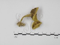 登錄號:F0011008藏品圖，第3張