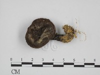 登錄號:F0011009藏品圖，第1張
