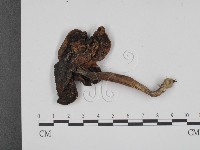 登錄號:F0011010藏品圖，第1張