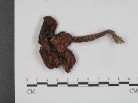 登錄號:F0011010藏品圖，第3張