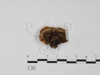 韌革菌屬藏品圖，第3張