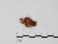 登錄號:F0011012藏品圖，第1張