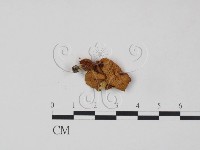 登錄號:F0011012藏品圖，第3張