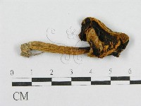 登錄號:F0011013藏品圖，第3張