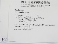 乳菇屬藏品圖，第2張
