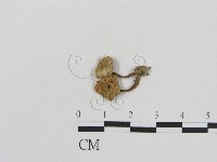 登錄號:F0011016藏品圖，第1張