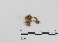 登錄號:F0011016藏品圖，第3張