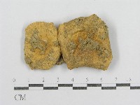 紅菇屬藏品圖，第3張