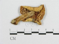 登錄號:F0011018藏品圖，第1張