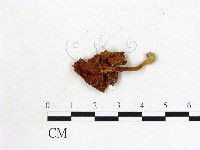 登錄號:F0011020藏品圖，第3張