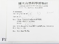 傘菌屬藏品圖，第2張