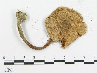 傘菌屬藏品圖，第3張