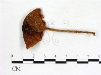 登錄號:F0011022藏品圖，第3張