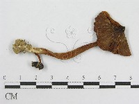 粉褶菌屬藏品圖，第1張