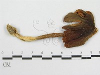 粉褶菌屬藏品圖，第3張