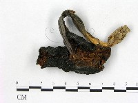 登錄號:F0011025藏品圖，第3張