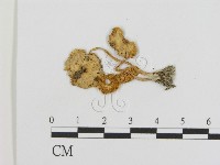 登錄號:F0011028藏品圖，第1張