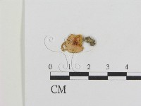 登錄號:F0011029藏品圖，第1張