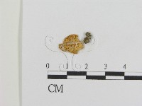 登錄號:F0011029藏品圖，第3張