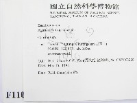 鬼傘屬藏品圖，第2張