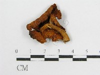 登錄號:F0011033藏品圖，第3張