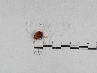 登錄號:F0011034藏品圖，第5張