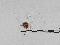 登錄號:F0011034藏品圖，第7張