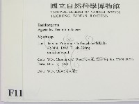 小菇屬藏品圖，第2張