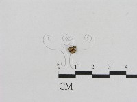 小菇屬藏品圖，第1張