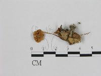 小皮傘屬藏品圖，第1張