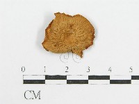 登錄號:F0011039藏品圖，第1張