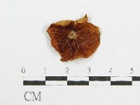登錄號:F0011039藏品圖，第3張