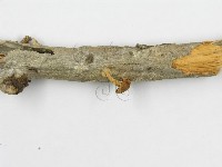 登錄號:F0011040藏品圖，第4張