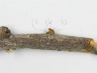 登錄號:F0011040藏品圖，第5張