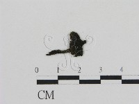 登錄號:F0011041藏品圖，第1張