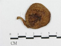 登錄號:F0011042藏品圖，第1張