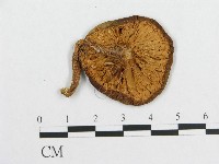 登錄號:F0011042藏品圖，第3張