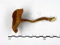 登錄號:F0011043藏品圖，第1張
