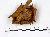 登錄號:F0011043藏品圖，第3張