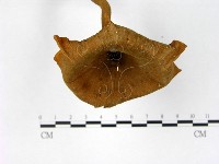 登錄號:F0011043藏品圖，第4張
